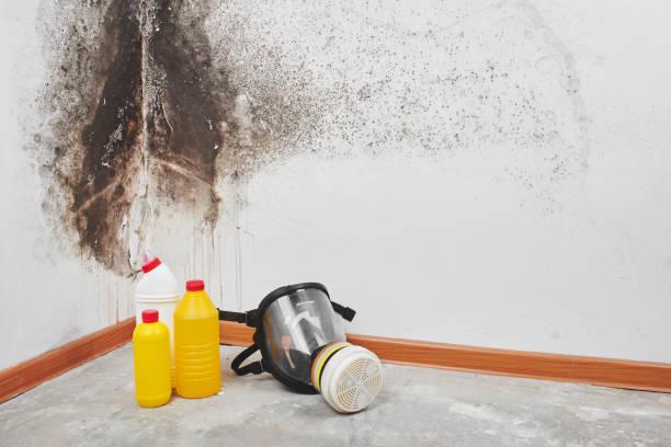 Best Commercial Mold Removal  in Tehachapi, CA