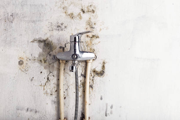 Best Emergency Mold Removal  in Tehachapi, CA