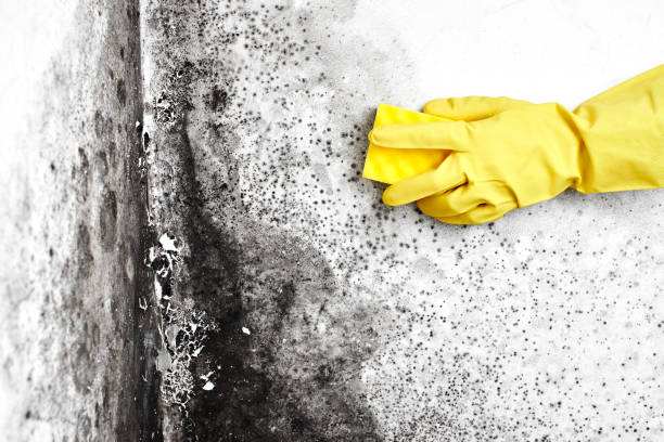 Best Professional Mold Removal  in Tehachapi, CA