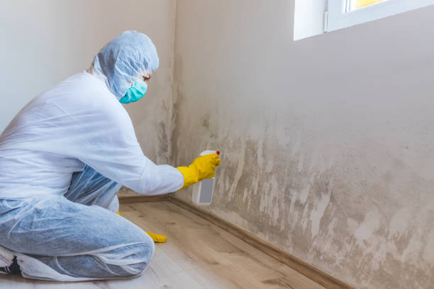 Mold Removal Process in Tehachapi, CA