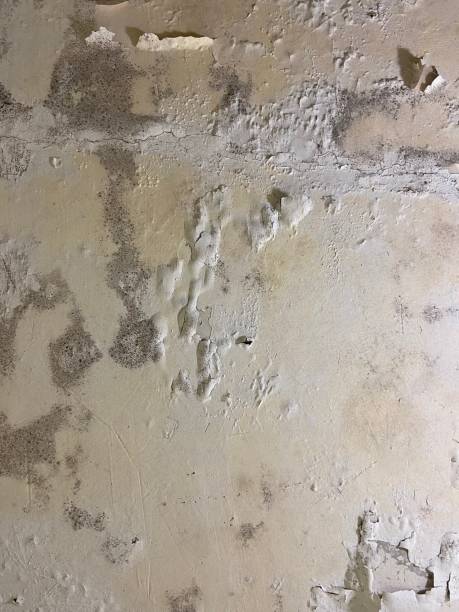Best Commercial Mold Removal  in Tehachapi, CA