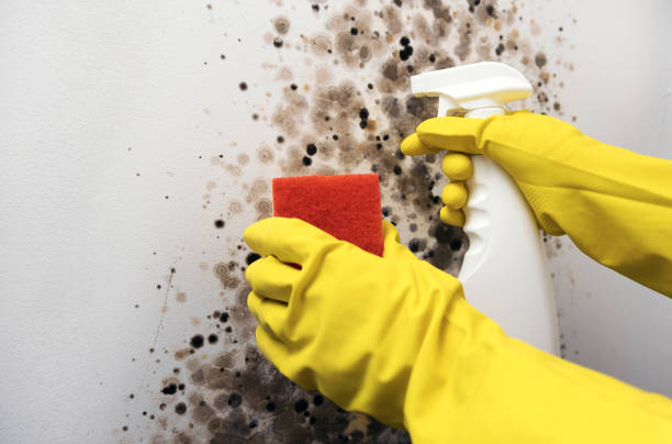 Best Certified Mold Removal  in Tehachapi, CA