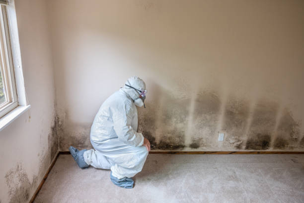 Professional Mold Removal in Tehachapi, CA