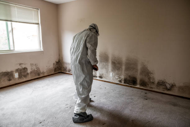 Best Local Mold Removal Service  in Tehachapi, CA