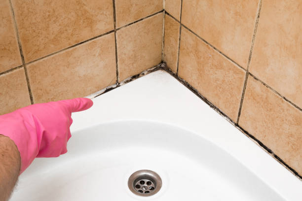 Best Residential Mold Removal  in Tehachapi, CA